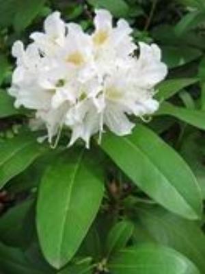 0083Flowers.jpg Flowers