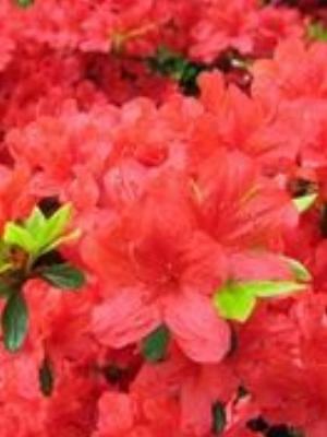 0085Flowers.jpg Flowers