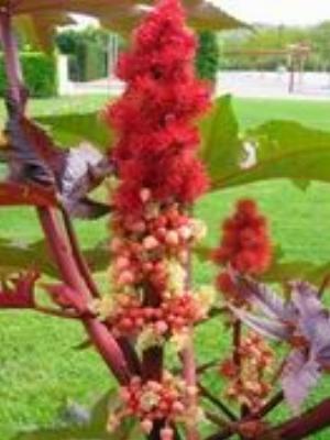 0086Flowers.jpg Flowers