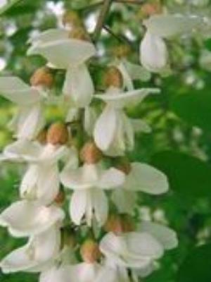 0087Flowers.jpg Flowers