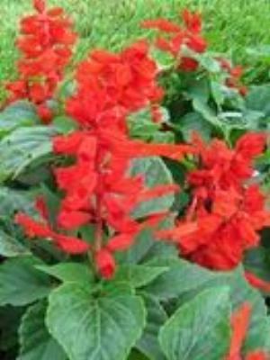 0089Flowers.jpg Flowers