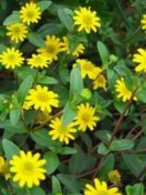 0090Flowers.jpg Flowers