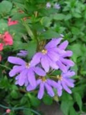 0091Flowers.jpg Flowers