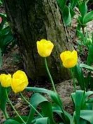 0092Flowers.jpg Flowers