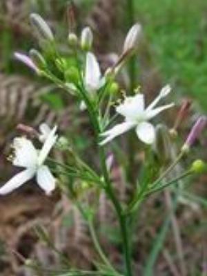 0093Flowers.jpg Flowers