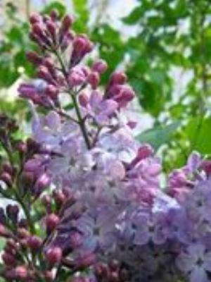 0094Flowers.jpg Flowers