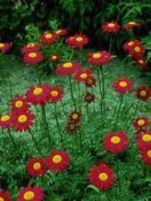 0095Flowers.jpg Flowers