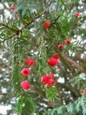 0096Flowers.jpg Flowers