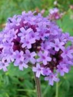 0097Flowers.jpg Flowers