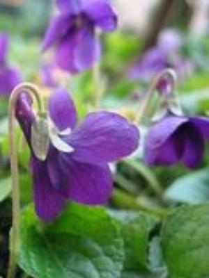 0098Flowers.jpg Flowers