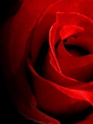 01flowers.jpg Flowers