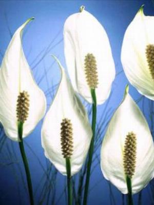 05flowers.jpg Flowers