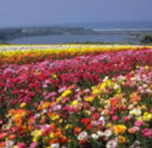 128x128-414.jpg Flowers