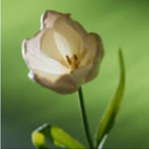 128x128-745.jpg Flowers