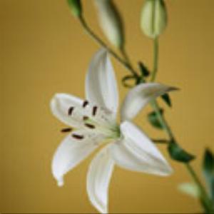 128x128-746.jpg Flowers