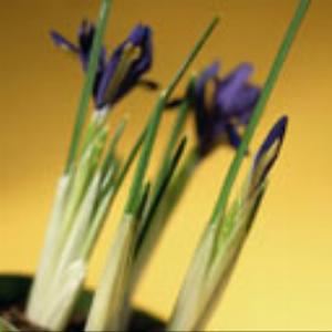 128x128-747.jpg Flowers