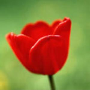 128x128-757.jpg Flowers