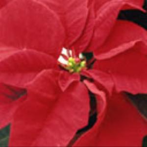 128x128-760.jpg Flowers