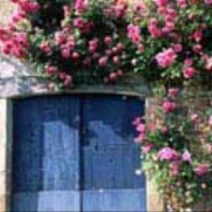 128x128-768.jpg Flowers