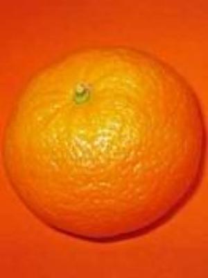 0018Fruits.jpg Fruits