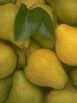 0042Fruits.jpg Fruits