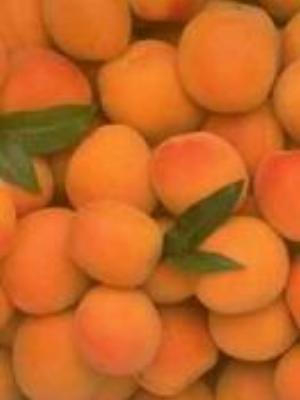 0044Fruits.jpg Fruits