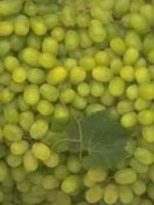 0045Fruits.jpg Fruits