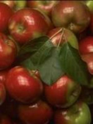 0046Fruits.jpg Fruits