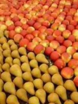 0059Fruits.jpg Fruits