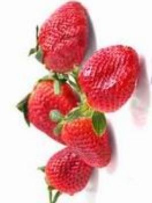 0069Fruits.jpg Fruits