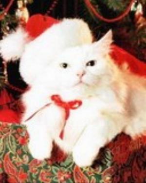 0012xmas.jpg Holiday