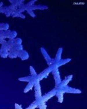 0060xmas.jpg Holiday