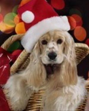 0067xmas.jpg Holiday