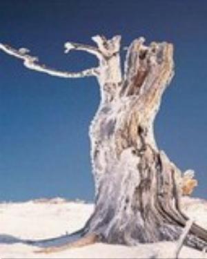 0070xmas.jpg Holiday