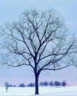 0088xmas.jpg Holiday