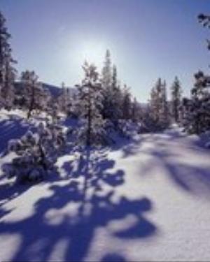 0091xmas.jpg Holiday