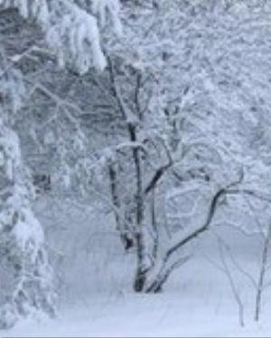 0093xmas.jpg Holiday