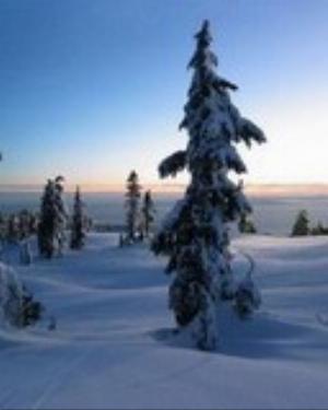 0098xmas.jpg Holiday