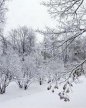 0099xmas.jpg Holiday