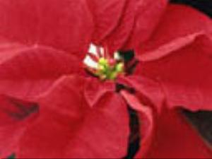 128x96-170.jpg Holiday