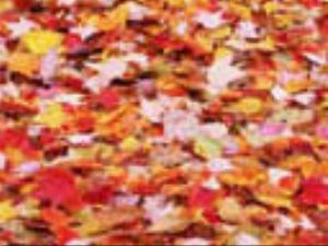 128x96-202.jpg Holiday