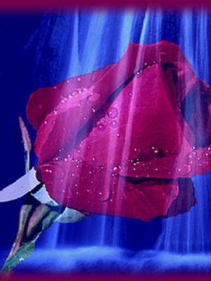 beautyful-rose.jpg Love