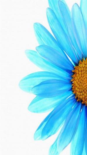 Blueflower.jpg Mixed