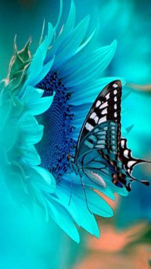 Butterfly-2-.jpg Mixed