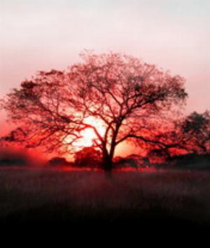 00010Nature.jpg Nature