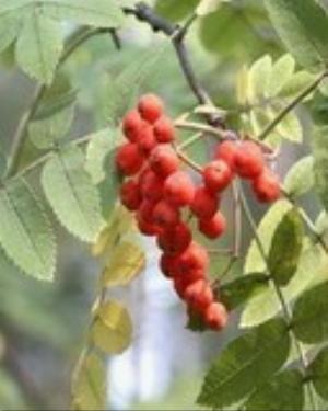 0001nature.jpg Nature