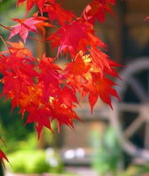 00050Nature.jpg Nature