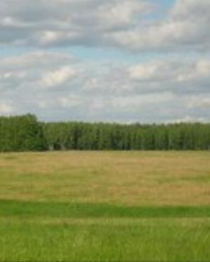 0005nature.jpg Nature