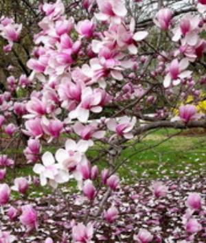 00090Nature.jpg Nature