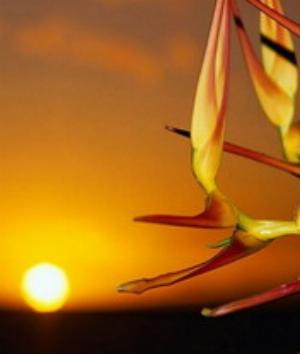 00130Nature.jpg Nature